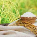 เปิดเวทีประกวดนวัตกรรมข้าวไทย 2569